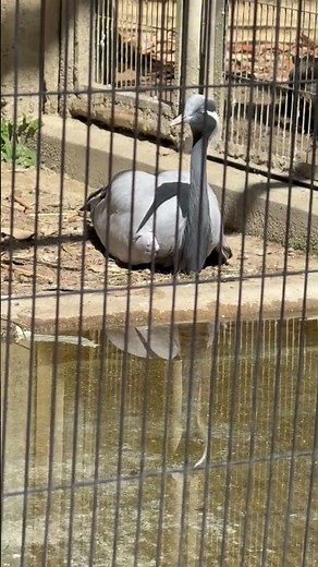 #shorts 退院しました〜☺️ アネハヅルさん 東山動植物園にて 2026年3月14日