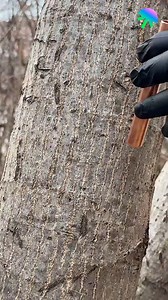 1.8M views · 3.3K reactions | Tree grafting technique | Genius Inventions | Facebook