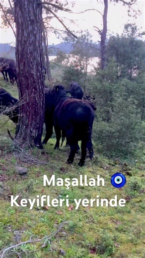 #angus #maşallah doğal mera hayvancılığı