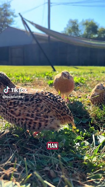 Poor Loki. The Coturnix quail aka the common quail. These guys took some time to adjust to becoming comfortable with a dog around. They’re laying around 3-4 eggs a day total (we have 7 hens)