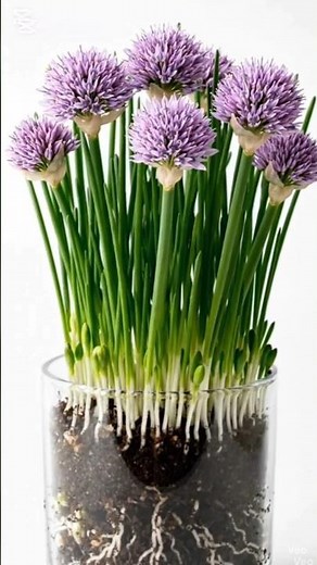 Chives Growth Timelapse 🌱 From Tiny Seeds to Stunning Purple Flower Globes