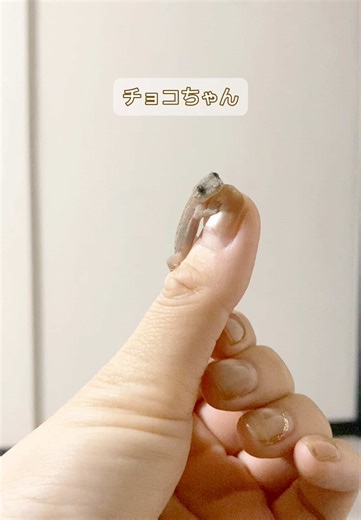 ヤモリの魅力と可愛さを紹介する動画