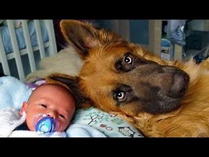 Dog Loves Baby | Funny Dog Babysitting And Protect Baby Moments