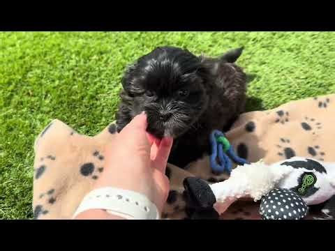 Elise, teddybear puppies, zuchon puppies, Timbercreekpuppies, shihtzu mix, bichon mix,