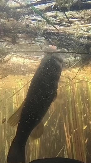 Choosing Between Popping and Walking Swamp Lord Models