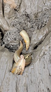 1.5M views · 7.5K reactions | Amazing Eel Fishing Dry Season Fishing Video #eelfish #fishing #fishinglife #village | Fishing Today | Facebook