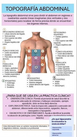 TOPOGRAFÍA ABDOMINAL #anatomia #abdomen#salud #fypシ゚viral #shortsviral