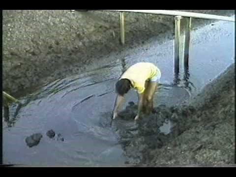 Farming the Tiger Prawn [2/2]