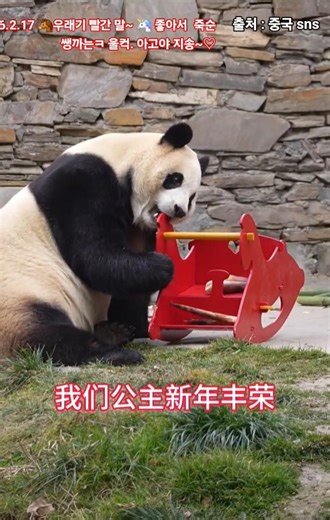 🌌26.2.17🐴우래기 빨간 말~🦄 좋아서 죽순 까는🤣 울컥했어요 아고 지송~♡🧧26.2.17🧧1 #푸바오빨리와야해요#bts푸바오언급부탁요#bts방탄경호하라넘허술#푸바오영구임대