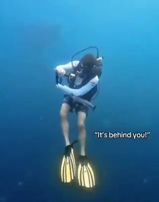 why they playing menacing ass music for objectively the most harmless shark 😭