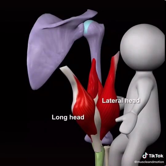 ‏Triceps anatomy #muscleandmotion #education #strengthtraining #muscles