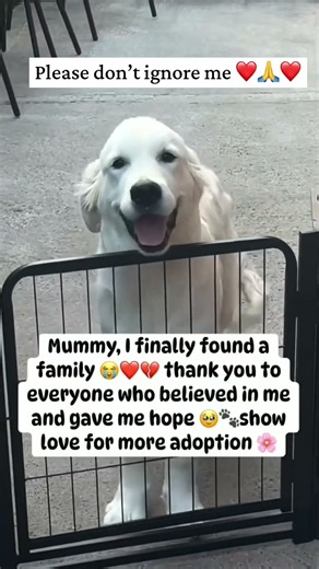 #usa #doglife #unitedstates #dogsofinstagram #adoptdontshop