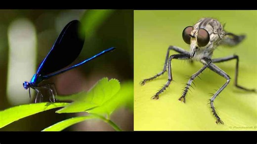 Three animals ranked low by reputation but high by survival traits