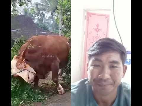 sapi besar