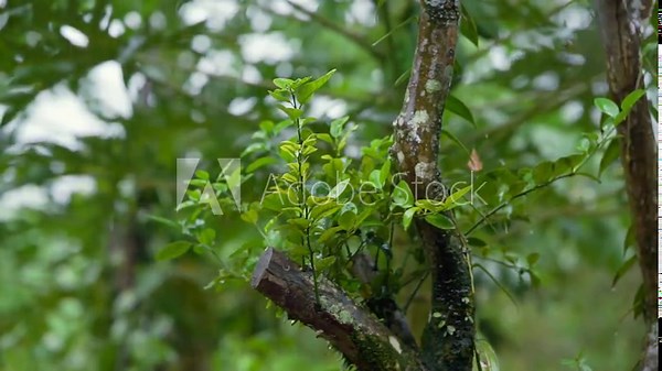 small Citrus Hystrix lime tree was hit by rain in the afternoon