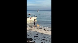 Dog surfs waves on the beach in Cebu, Philippines
