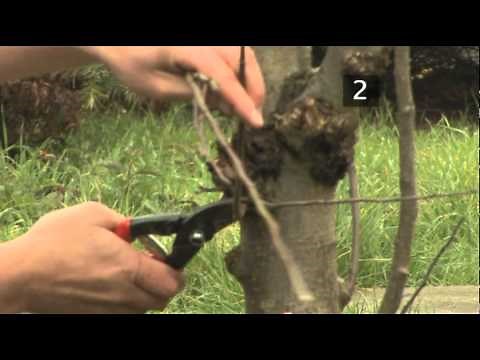 How To Prune Apple Trees Between Autumn And Spring
