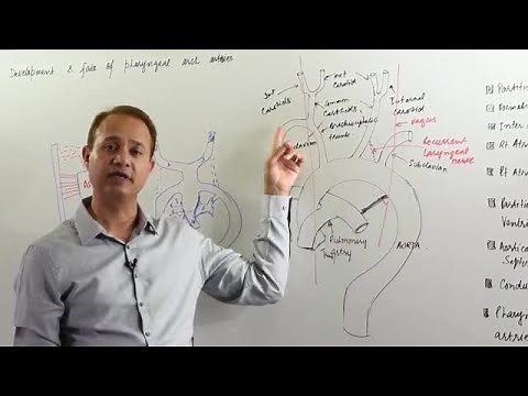 Pharyngeal Arch Arteries - Embryology
