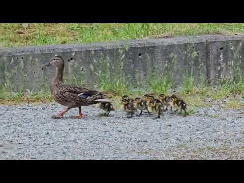 Mallard With Baby Chicks Crossing the Driveway | Cute Wildlife Moment