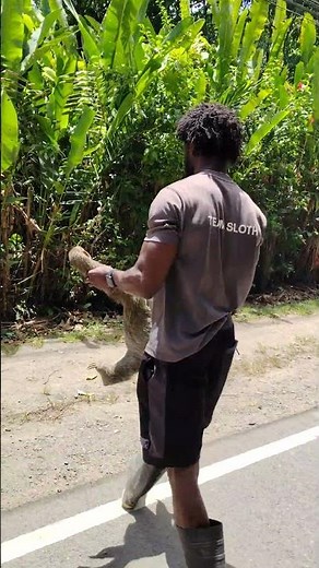 🦥Helping a Sloth to Cross the Road!