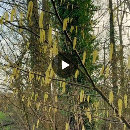 This week I’m looking at hazel (Corylus avellana) to see which insects (and beyond) that it supports. At this time of year its catkins appear, long dangling structures that begin small and brown… | Andy Dean
