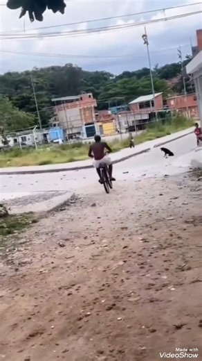 I'm going to catch the raccoon 🦝 #funnyvideos #forronotiktok #viral_tiktok #followers #subscriber...