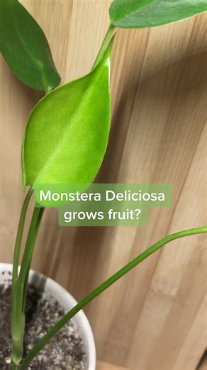 Swiss Cheese Plant Fruit: A Surprising Harvest | Plant Facts