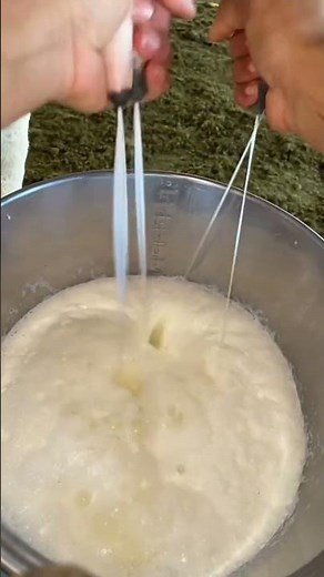 Hand milking method | Raw milk | VET Knowledge ll how to milk cow with hand #cow #farming