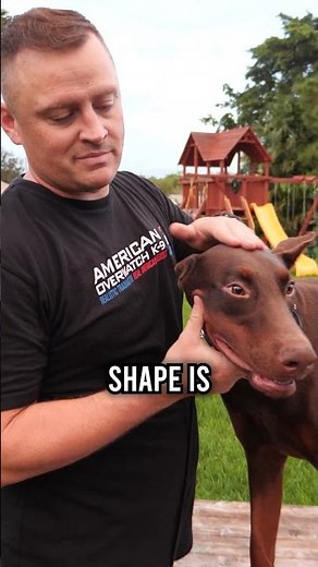 Meet Kane, the 11 Month Old Doberman Pinscher