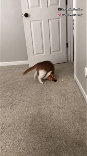 Stanley The Cat (@stanleythestanman) - Meh meh meh meh #catsoftiktok