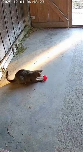 Caught on CCTV! Watch the funniest moments between cats and chickens in real-life farm settings. From chasing, sneaking, flapping, and stealing to pure chaos, these short clips show natural animal reactions that are 100% real and hilarious. Perfect for a quick laugh and viral fun — no animation, no background music, just raw, realistic footage! | Caught Chicken On Camera