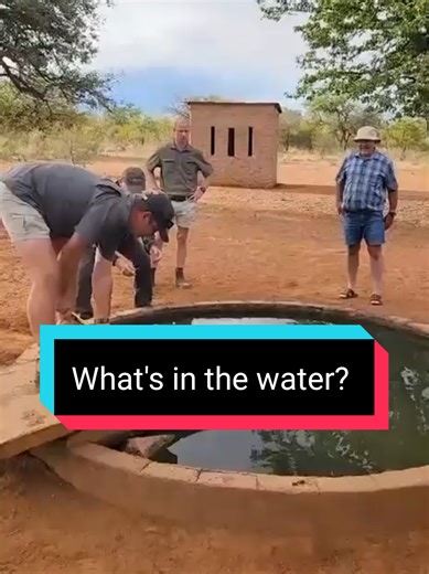 South African Farmers Encounter Snakes in Hilarious Ways