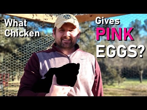 What Chicken Breed Lays Pink Eggs?