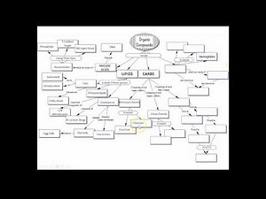 Answers - Organic Molecules Concept Map