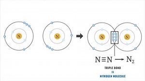 In a nitrogen molecule, a triple covalent bond forms by sharing three pairs of electrons between two nitrogen atoms, ensuring stability