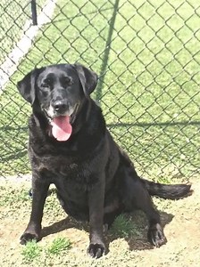 💛 💛 EMMITT, THE SWEETHEART 💛 💛 **Emmitt will be at our adoption event this Saturday** Are you tired of walking alone? Do you want a buddy to walk with that you can talk to and know he won't tell anyone your secrets?? Here is Emmitt, a beautiful English black lab that loves to walk at a little faster pace. You can discuss all subjects with him and he won't tell a soul. He's a very spry 10 years old and a little on the "fluffy" side so walks are highly recommended. Please apply here to find ou