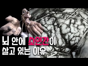 뇌 속에 소인간이 살고 있는 이유 (ft.호문쿨루스)