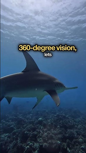 The Hammerhead’s Superpowers Will Blow Your Mind