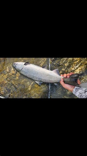 14 reactions | Fun times on the water. #fishing #flyfishing #spinnfishing #fishhawk #humboldtcounty #california #salmon #stayfishy | Fish Hawk Guide Service | Facebook