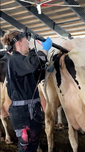 🐄 Cow Test 101: Farm Girl Explains Why It’s Done & How to Do It Right