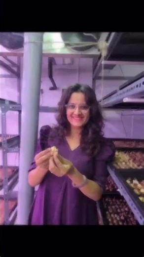 Growing With Saffron | Indoor Saffron Farming #saffron #indoorfarming #saffroncultivation