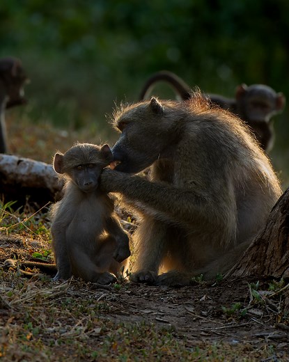 2.3K views · 59 reactions | Baboon mother grooming her baby in the early morning sun. For more wildlife videos check out my Youtube channel. Link in the bio. #baboon #babybaboon #southafrica @sanparks @sanparksknp #krugernationalpark #primates #krugerpark @africageo #bbcearth @bbcearth #bbcwildlifemagazine #bbcwildlifepotd #photosafari #filmmaker | Linda Smit Wildlife Impressions | Facebook