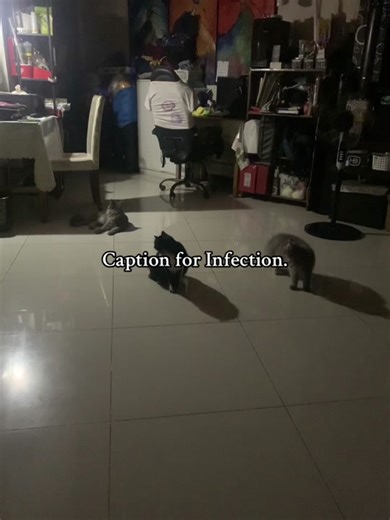 so lily got this infection called Giarda. Giarda is something like eating or sniffing the cysts from contaminated ground, or by like drinking contaminated water. It is also rare in healthy adult cats. The likelihood of developing disease increases when large numbers of cysts are present in the environment from fecal contamination. God bless you guys.