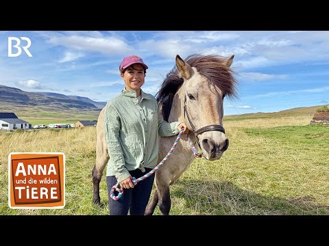 Auf zur Herde der Islandpferde! | Reportage für Kinder | Anna und die wilden Tiere | BR