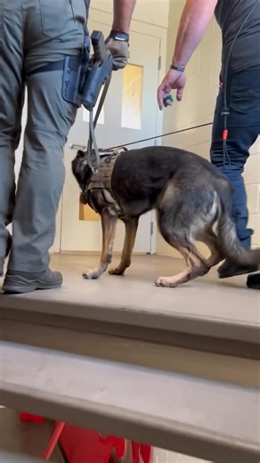 8.9K views · 151 reactions | TWO PEAS IN A POD Teamwork makes all...