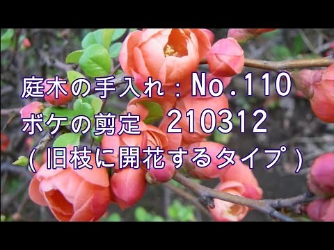 No.110_Pruning Japanese quince 200523, 201226