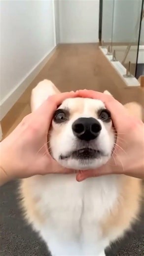 Em gâu cute #corgi #puppy #pets