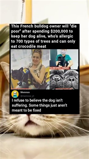 This French bulldog owner will "die poor" after spending $200,000 to keep her dog alive