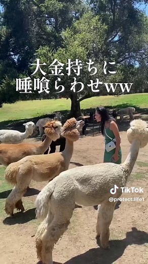 アルパカの飼い方とその魅力