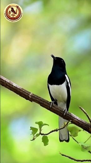 Suara Murai Batu Borneo Dada Putih Berkicau